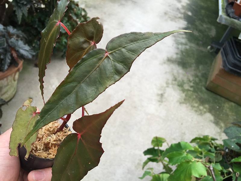 B. laruei